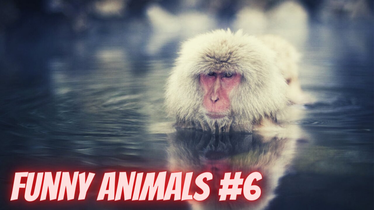 funny animals #6