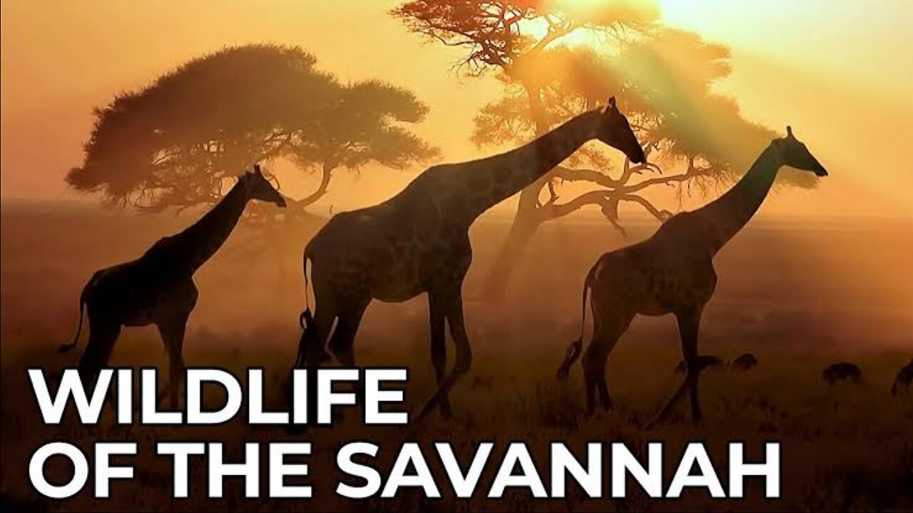 World of the Wild | Episode 5: Africa's Savannah