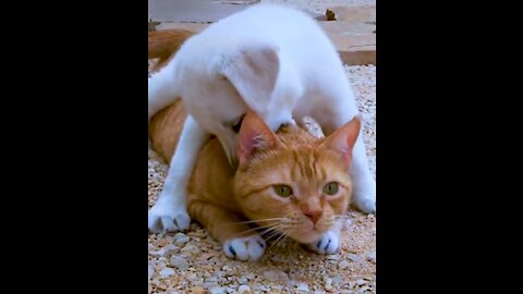 Cat and dog playing together