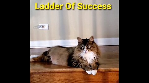 The Ladder Of Success (Featuring Petunia The Norwegian Forest Cat)