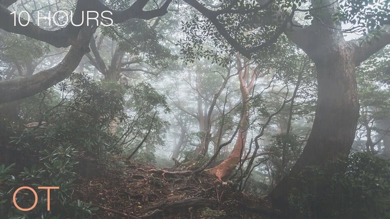 Soothing Rain Sounds For Sleeping| Relaxation| Studying| A RAINY NIGHT ON YAKUSHIMA ISLAND | JAPAN