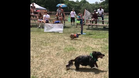 FWDD 11 running wiener race