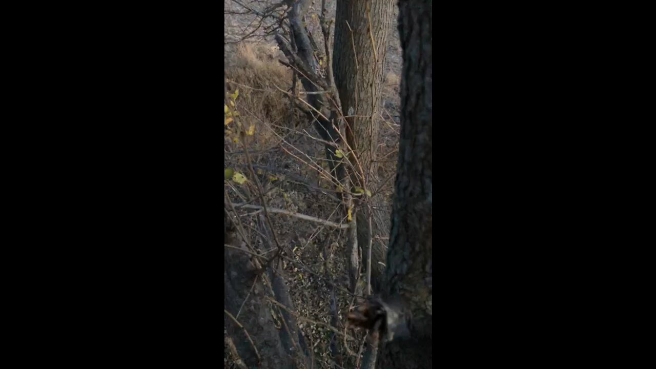 Tree  shaker 