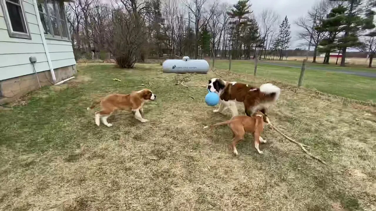 Puppy playtime - Baby Walter is a gentle giant with his brothers