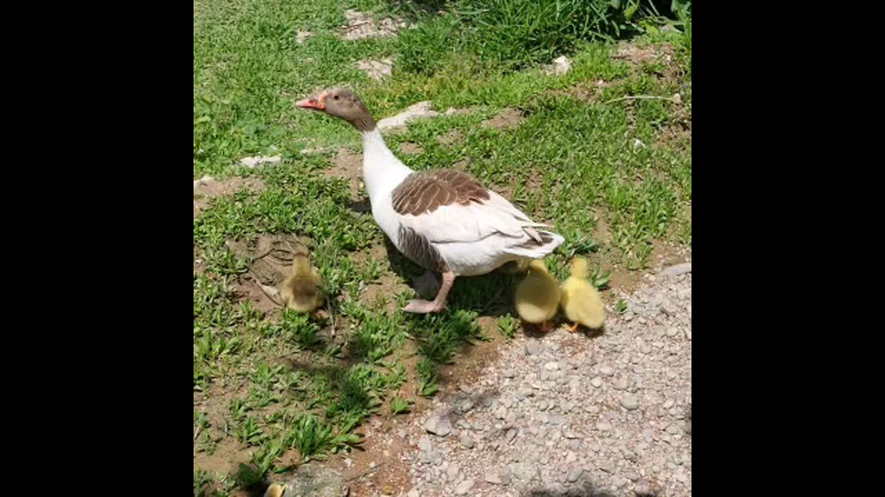 Goose