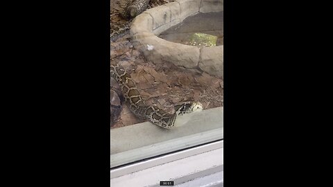 Reticulated and Burmese Pythons at Naples Zoo