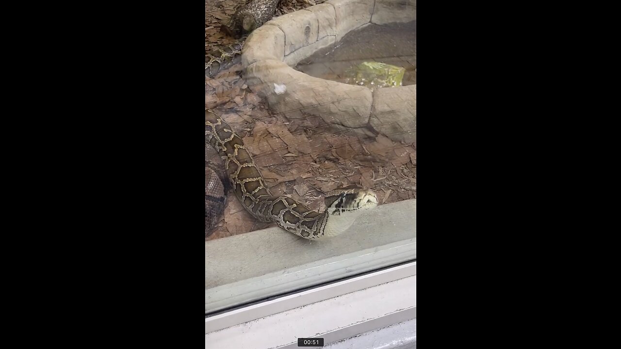 Reticulated and Burmese Pythons at Naples Zoo