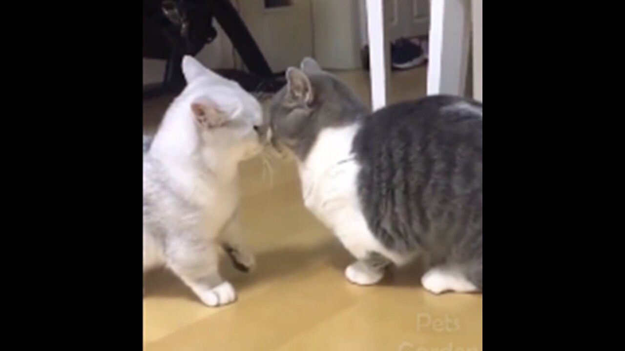 Funny and Cute Cat's Life