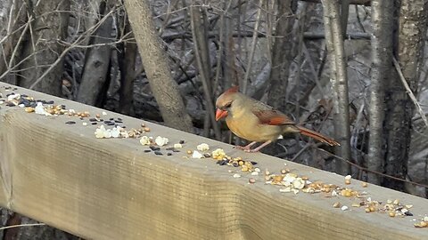 Cardinals and Black Phoebe