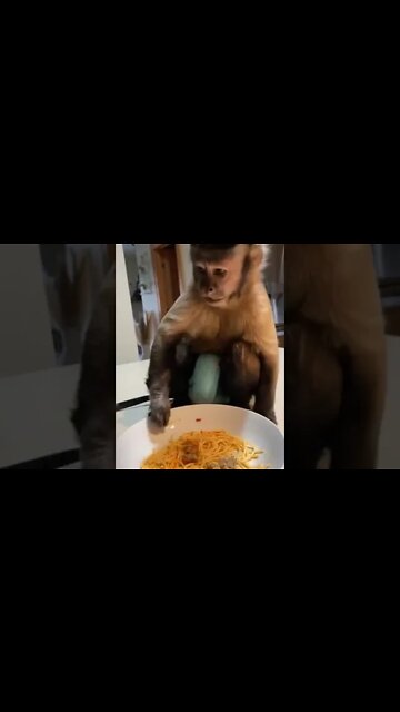 Gaitlyn Rae 🇮🇹🍝🐒' #shorts