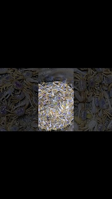 What are these?? #seafoodrecipes