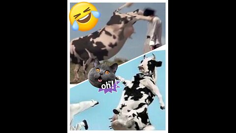 Kung fu cows