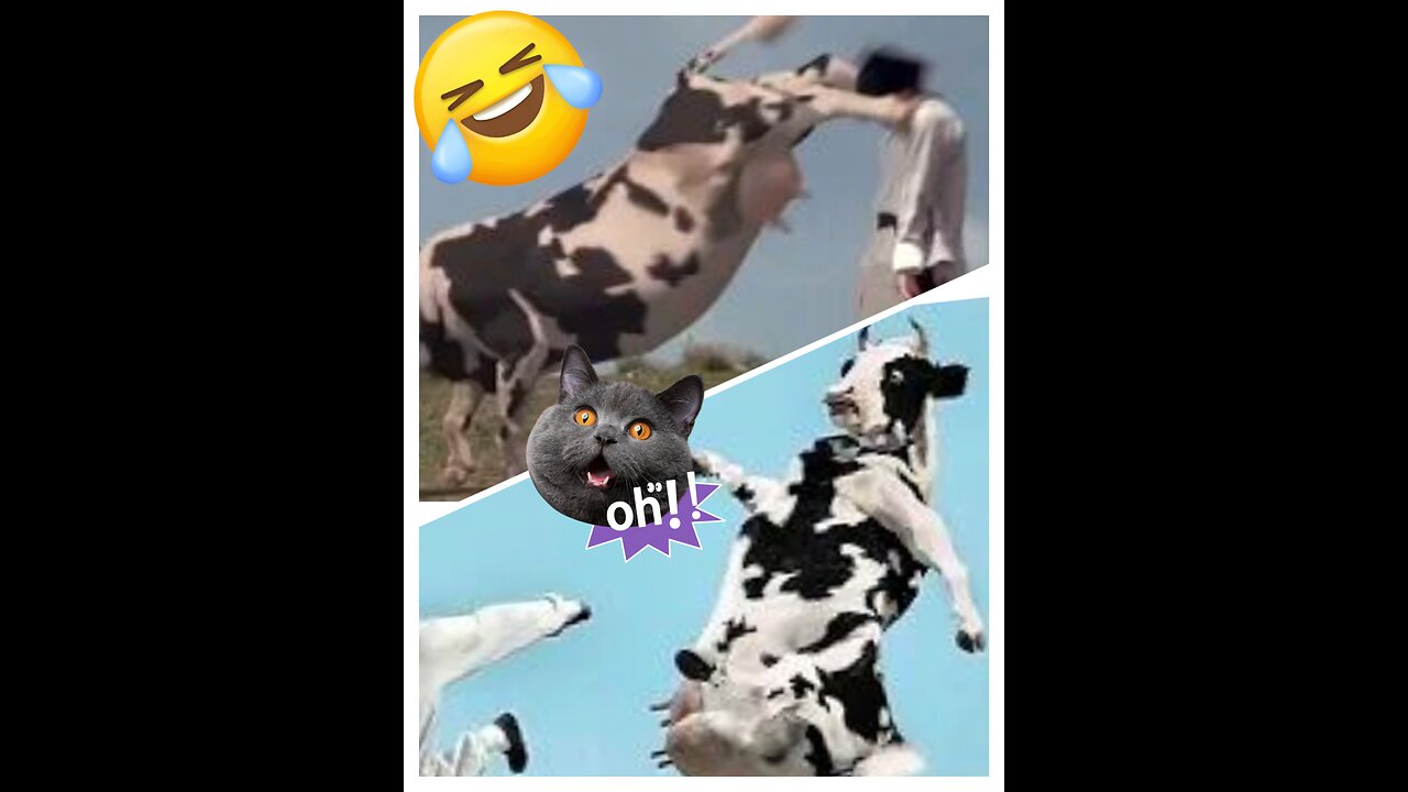 Kung fu cows