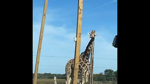 Safari Drive