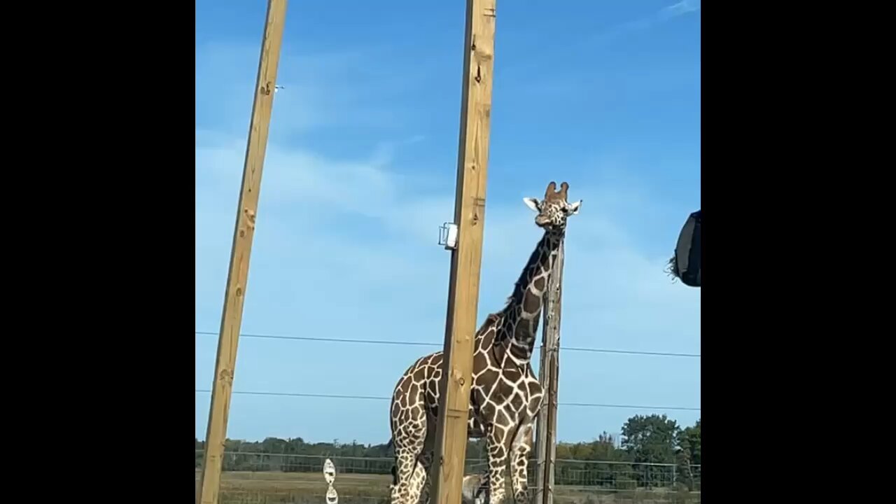 Safari Drive