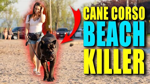 Cane Corso BeAch KilleR! This iS wHy you Should FAST ur dOg!
