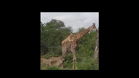Lion VS Camel Biggest Fight Caught On Camera | The Made A Mistake By Missing the Camel 🐪