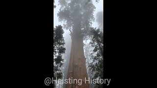 Ancient Trees of Old