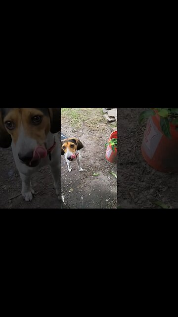 Parker Daisy And Chickens #chickens #chickenshorts #dogs