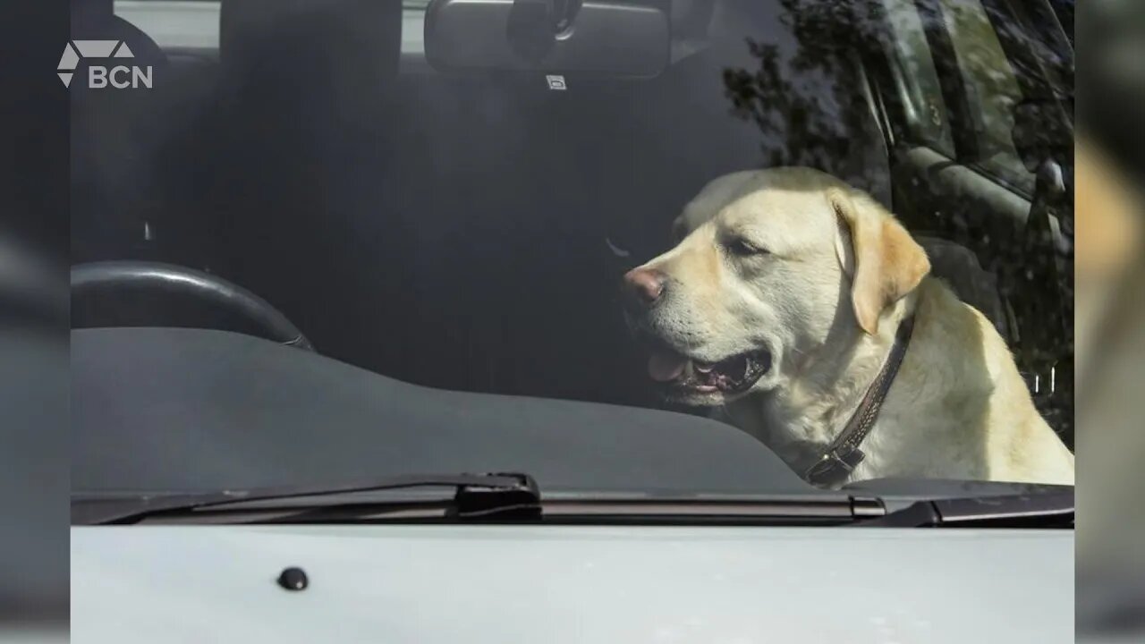 SPCA Reminding People About Risk Of Leaving Dogs In Hot Car - July 6, 2022