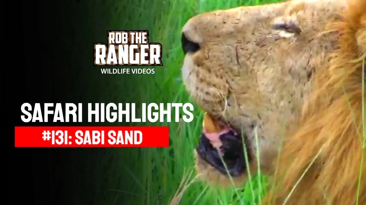 Safari Highlights #131: 01 - 06 January 2012 | Sabi Sand Nature Reserve | Latest Wildlife Sightings