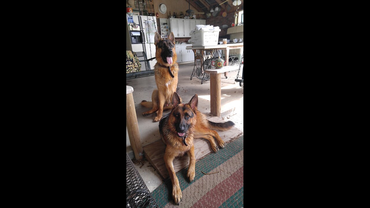 German Shepherds Rome and Jules playing with a stick in the back yard before the new grass