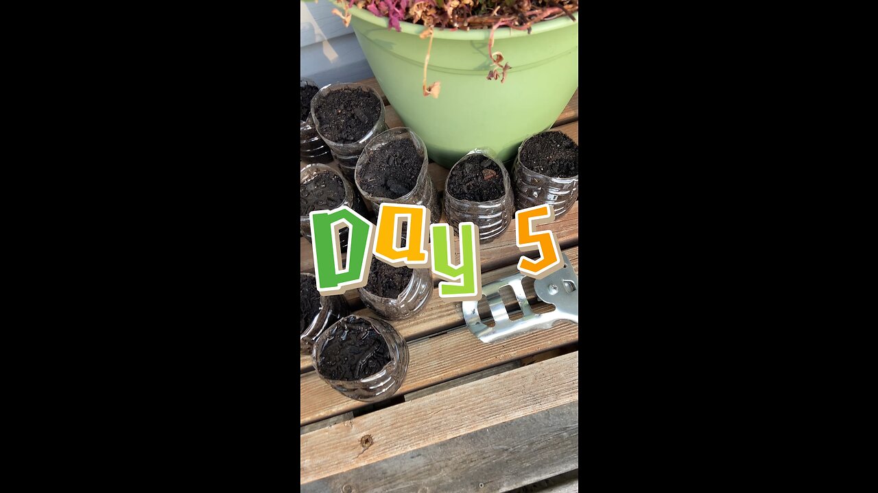 Day 5 of our deck gardening