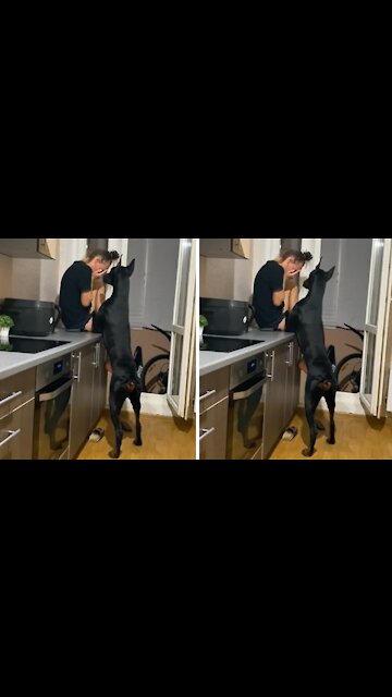 Doberman instantly comforts owner when she starts crying