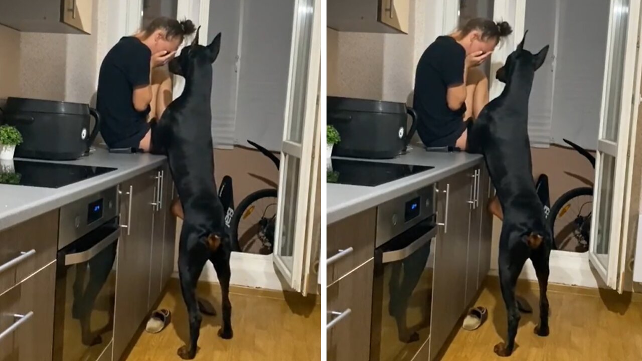 Doberman instantly comforts owner when she starts crying