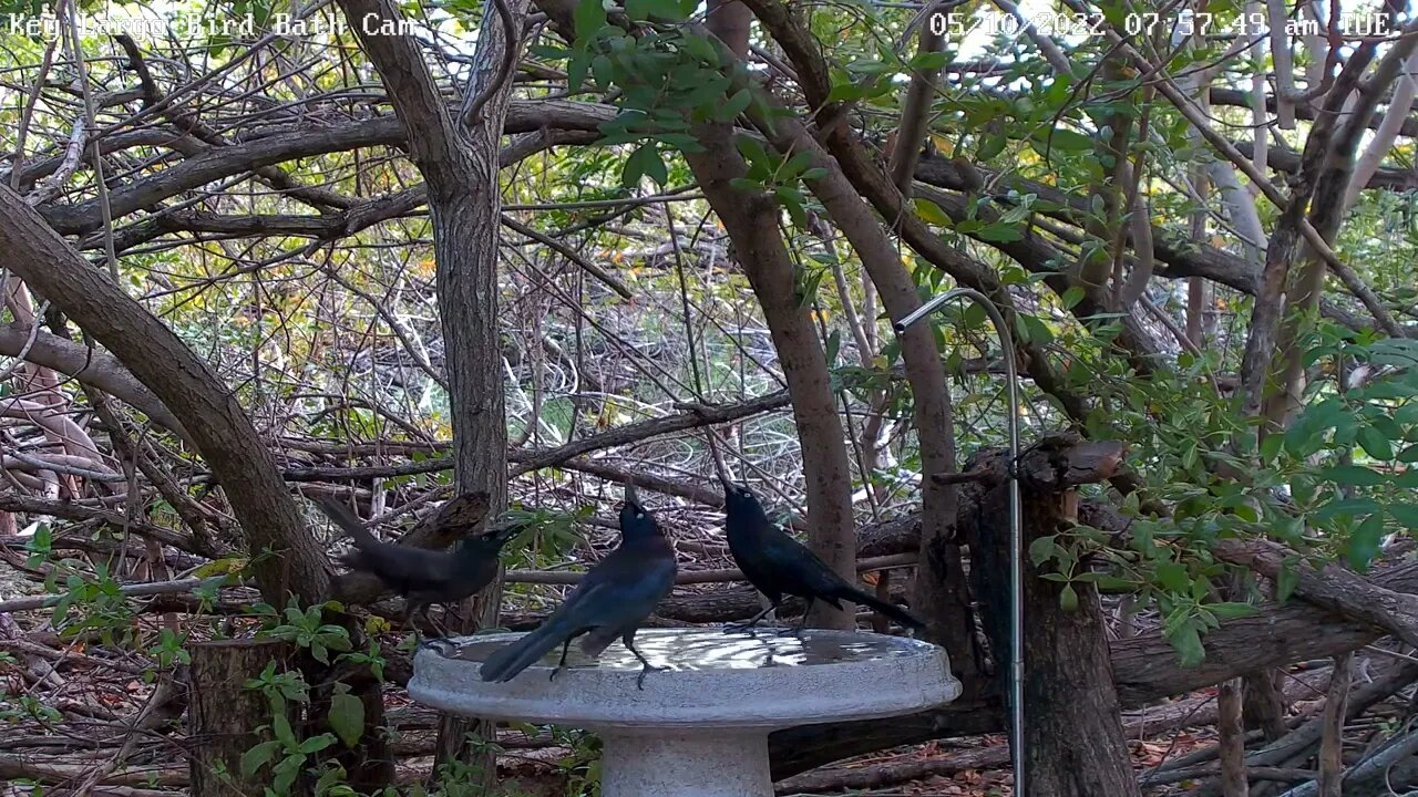 Common Grackle courtship behaviors