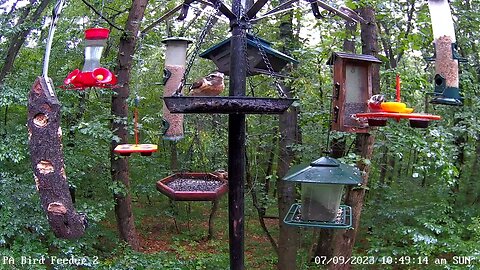 Immature rose-breasted grosbeak has a taste for jelly and oranges 7/9/2023