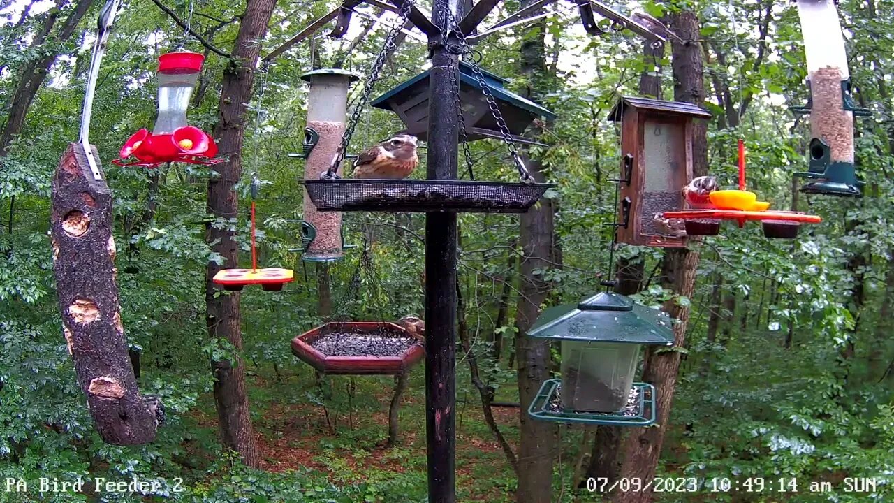 Immature rose-breasted grosbeak has a taste for jelly and oranges 7/9/2023