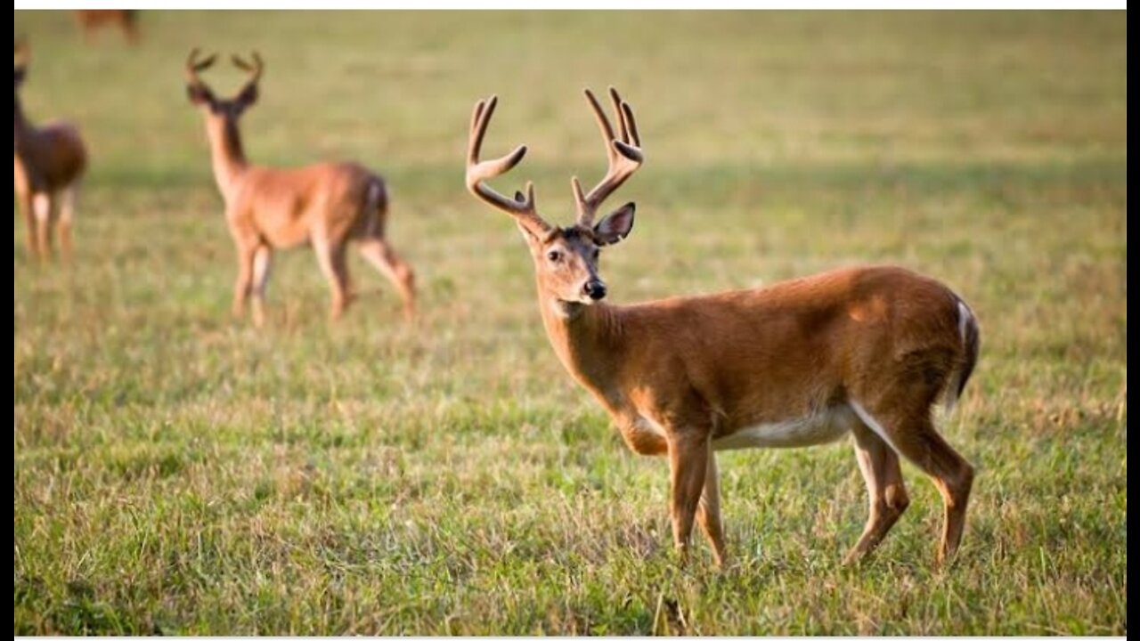 many deers spoted on the beautiful place