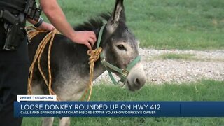 Sand Springs police wrangle donkey loose on highway