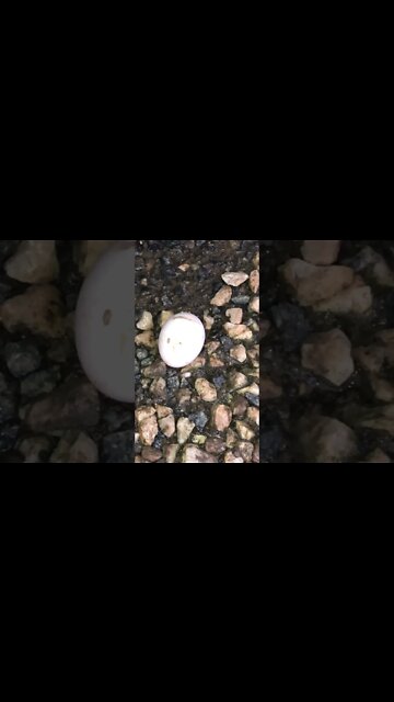 Duck lays egg outside owner’s door every day