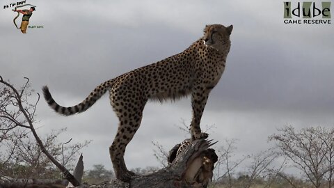 Cheetah Up High