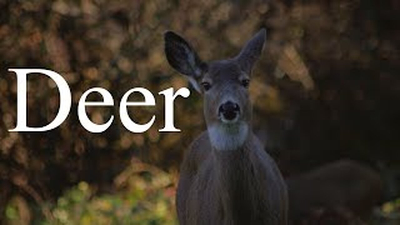 Deer