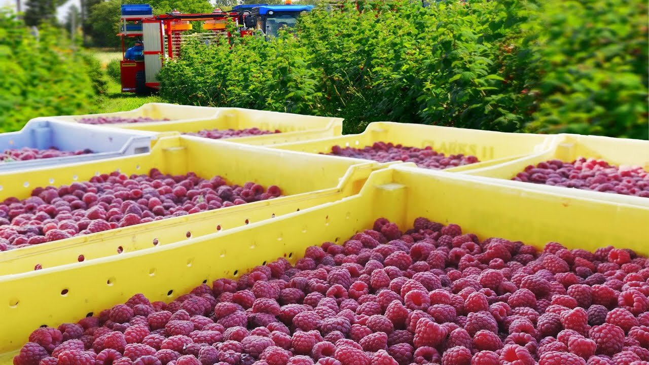 Red Raspberry Harvesting and Processing - Red Raspberry Cultivation Technology - Raspberry Factory