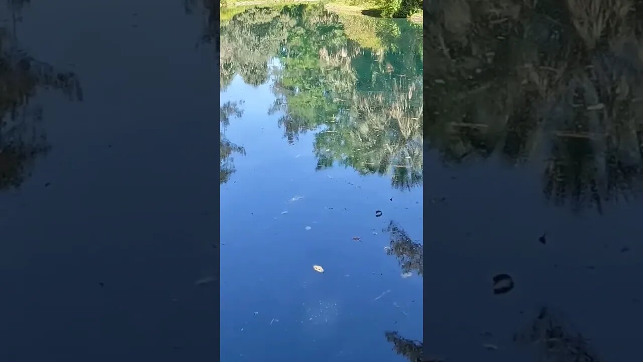 The Black Pond at Alfred B. Maclay Gardens State Park 04 #shorts