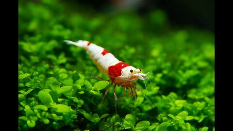 Crystal Red Shrimp Aquarium | Explore the Serene Beauty of Iwagumi Style Aquascape