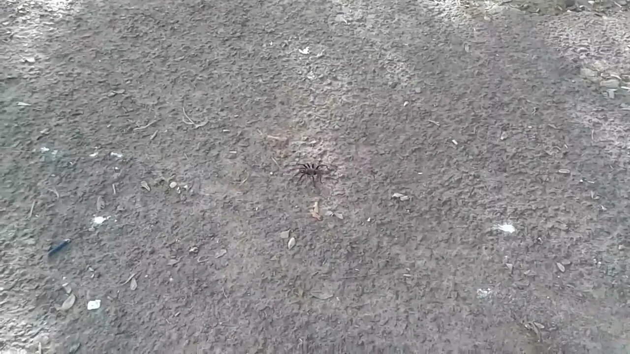 ¿Qué tipo de araña es esta? - Colegio San Javier, Tacuarembó (10/05/2017)