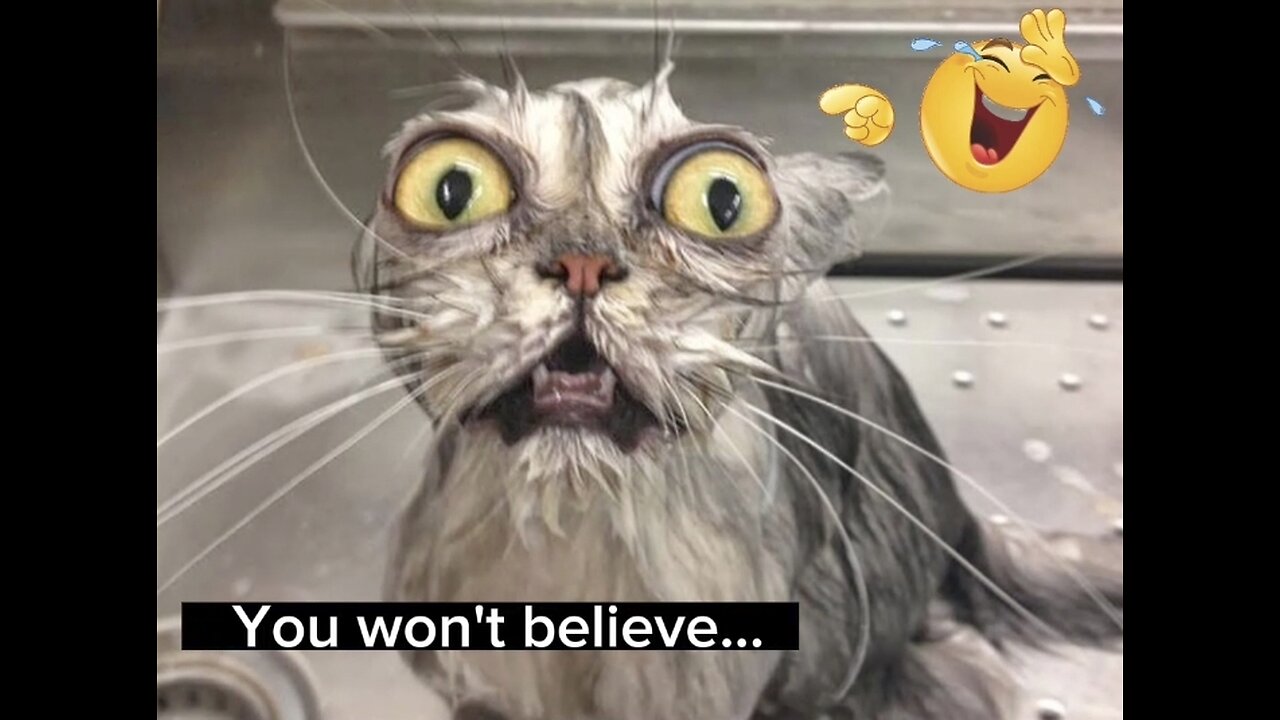 YOU WON'T BELIVE | Try to not laugh | Funny animals