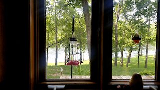 Humming Birdies on the feeder
