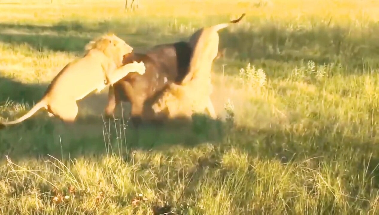 Lions attacks | Animals hunting videos