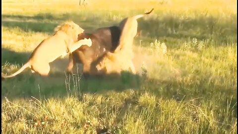 Lions attacks | Animals hunting videos