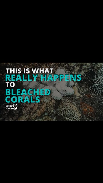 This Is What Really Happens to Bleached Corals