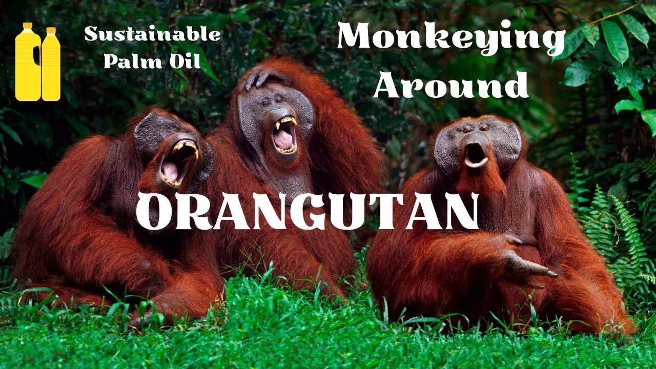 Orangutan - Monkeying Around