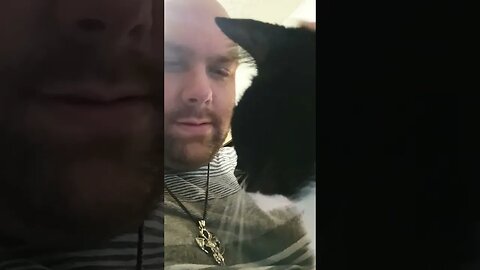 kitty wants attention #shortsfeed #kittycat #shortsvideo #youtubeshorts #kitty