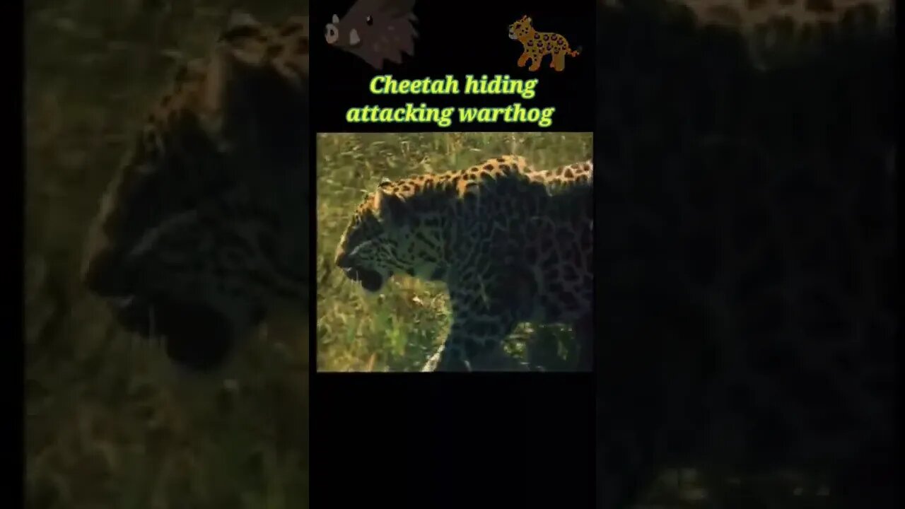 Cheetah hiding attack warthog 2022🐗#youtubeshorts #shorts #shortvideo