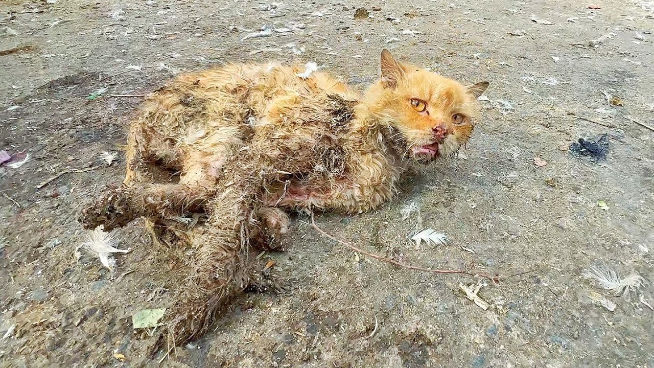 Poor cat was living his last moments on the roadside but no one came to help him!